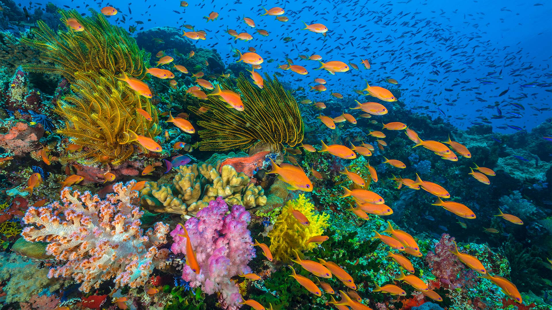 busy-coral-reef.jpg